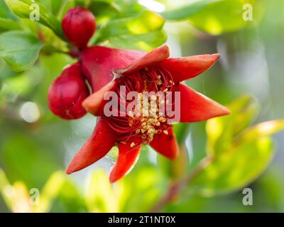 Fiore di melograno e gemme sull'albero, rosso arancio scarlatto brillante, foglie verdi Foto Stock