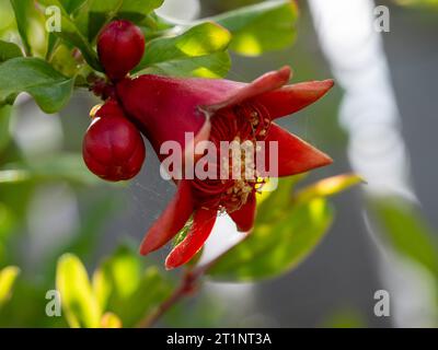 Fiore di melograno e gemme sull'albero, rosso arancio scarlatto brillante, foglie verdi Foto Stock