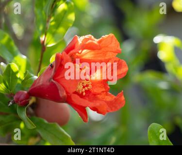 Carta crespata come il fiore di melograno e i boccioli sull'albero, rosso arancio scarlatto brillante, foglie verdi, giardino domestico australiano Foto Stock
