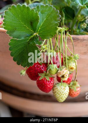 Belle fragole rosse e bianche che crescono e maturano in una pentola, appese sul lato, giardino australiano Foto Stock