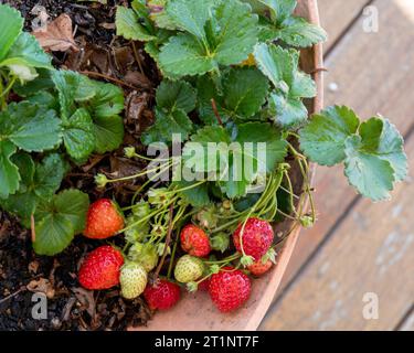 Belle fragole che crescono e maturano in una pentola, un orto australiano Foto Stock