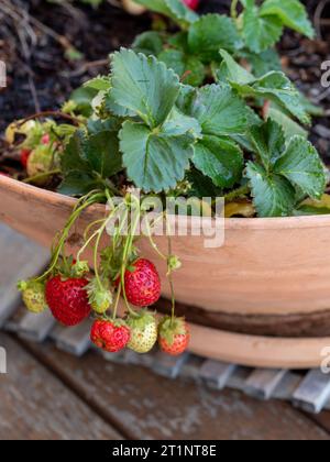 Fragole che crescono e maturano in una pentola, giardino australiano Foto Stock