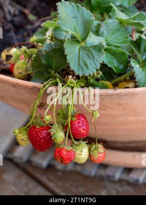 Fragole che crescono e maturano in una pentola, giardino australiano Foto Stock