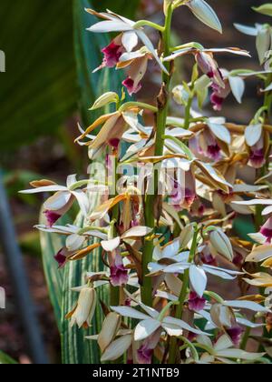 Splendide orchidee paludose in fiore, Foto Stock