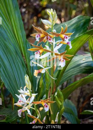 Splendide orchidee paludose in fiore, Foto Stock