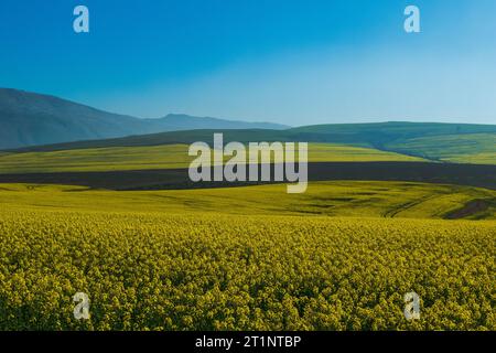 Campi di colza gialli nella valle circondati da colline Foto Stock