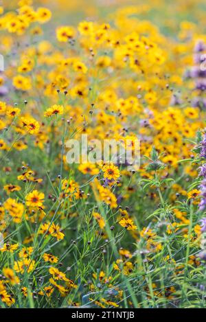 I colorati fiori selvatici primaverili coprirono la strada e le aree pubbliche di Austin, Texas, America. Foto Stock