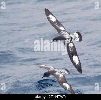 Capo Petrel (Daption capense australe) al mare nell'Oceano Pacifico della Nuova Zelanda subantartica. Chiamato anche il Capo o Pintado Petrel. Foto Stock