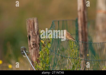 Linnet comune (Linaria cannabina) nei Paesi Bassi durante la migrazione autunnale. Arroccato su un fiocco. Precedentemente noto come Carduelis cannabina. Foto Stock