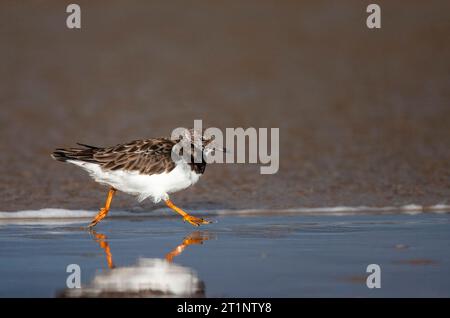 Ruddy Turnstone (interpreta Arenaria) lungo la costa nei Paesi Bassi. Un uccello che svernava lungo la costa. Foto Stock