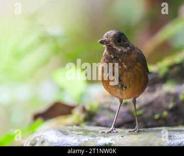 Moustached Antpitta (Grallaria alleni) al Paz de las Aves Bird Refuge, Mindo, Ecuador. Minacciato dalla perdita dell'habitat. Foto Stock