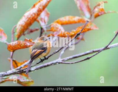 Cinnamon Flycatcher (Pyrhomyias cinnamomeus pyrhopterus) a San Isidro Lodge sul versante orientale delle Ande in Ecuador. Foto Stock