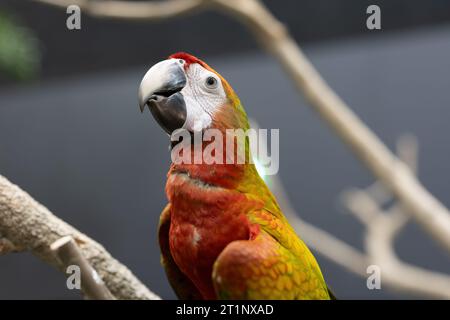Un primo piano di Scarlet Macaw sta sorridendo. Lo Scarlet Macaw è felice. Foto Stock