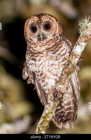 Gufo panciato (Pulsatrix melanota melanota) a San Isidro Lodge una notte, versante orientale andino dell'Ecuador. Foto Stock