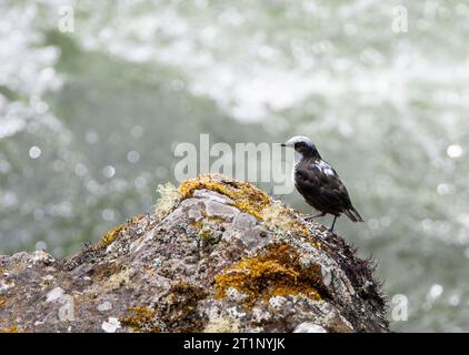 White-capped Dipper, (Cincluss leucocephalus) nel fiume che scorre veloce sul versante ovest delle Ande in Ecuador. Foto Stock