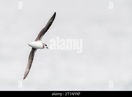 Petrel (Pterodroma mollis) soffice in volo sulle acque subantartiche della nuova Zelanda. Volare sopra l'oceano Pacifico in alti archi. Foto Stock