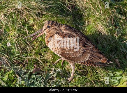 Svernamento eurasiatico Woodcock (Scolopax rusticola) a Lentevreugd, Wassenaar, nei Paesi Bassi. Parte di un importante afflusso dovuto a un incantesimo freddo estremo. Foto Stock