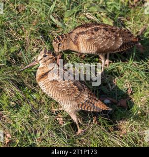 Due rubinetti eurasiatici (Scolopax rusticola) svernano a Lentevreugd, Wassenaar, nei Paesi Bassi. Parte di un afflusso importante dovuto a un freddo estremo spe Foto Stock