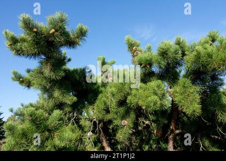 Northern Pitch Pine Tree, Pinus rigida, Branches Foto Stock