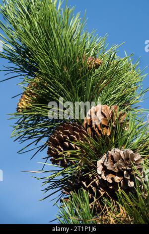 Hard Pine, coni, Candlewood Pine, Northern Pitch Pine, Pinus rigida, coni femminili, aghi Foto Stock