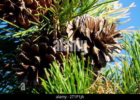 Pino di pece, coni, Gymnospermae, coni femmina, pino di pece settentrionale, primo piano di Pinus rigida Foto Stock