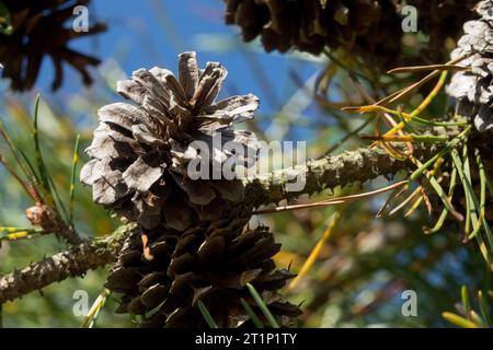 Lodgepole Pine, Cone, Pinus contorta, Conifer, Pine, Branch, Needles Foto Stock