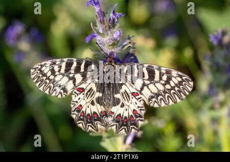 Uno splendido Festoon meridionale (Zerynthia polyxena) in Bulgaria. Foto Stock