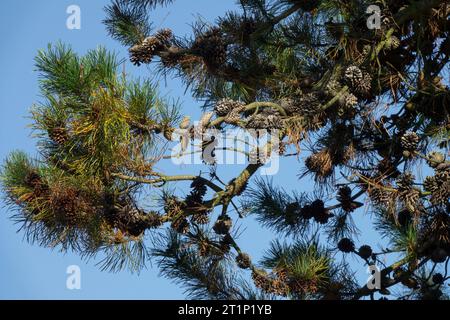 Lodgepole Pine, Pinus contorta, albero, rami, coni, conifere, Pinus Foto Stock