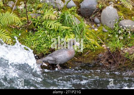 Anatra blu endemica (Hymenolaimus malacorhynchos hymenolaimus) in un fiume che scorre velocemente vicino a Turangi sull'Isola del Nord, nuova Zelanda. Coppia in piedi lungo la Foto Stock