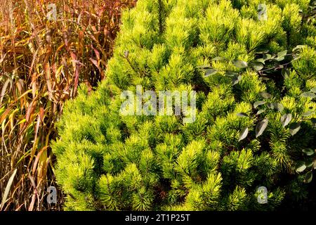 Pino di montagna, Pinus mugo 'Ophir', Autunno, Miscanthus sinensis in giardino Foto Stock