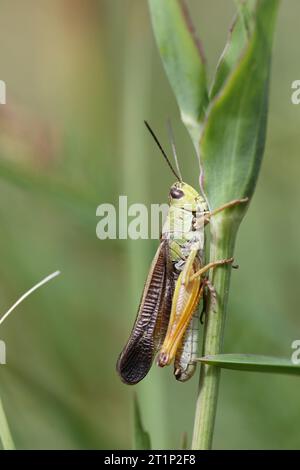 grande cavalletta di palude colorata con carmouflage nell'erba Foto Stock