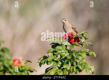 Primo inverno Rosefinch comune, Carpodacus erythrinus) mangiare da Rose hip berriers su Vlieland, Paesi Bassi. Foto Stock