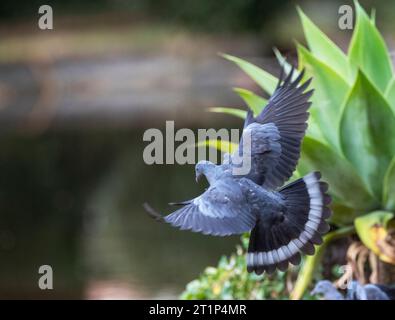 Pigeon endemico Trocaz (Columba trocaz), conosciuto anche come piccione alloro Madeira o piccione dai piedi lunghi, nella foresta di alloro di Madeira. Foto Stock