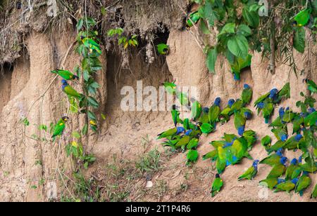 Pappagalli dalla testa blu (Pionus menstruus) in un lick di argilla nel parco nazionale di Manu, Amazonia Perù. Foto Stock