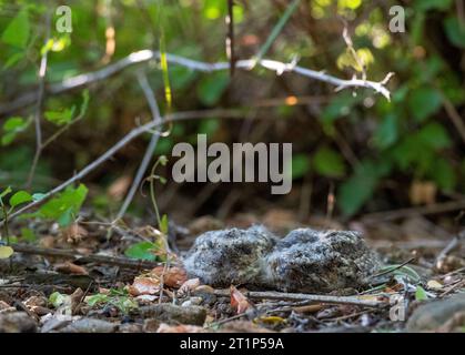 Pulcini Nightjar dal collo rosso (Caprimulgus ruficollis) sul loro nido sotto un cespuglio in un sito costiero vicino a Barcellona in Spagna. Foto Stock