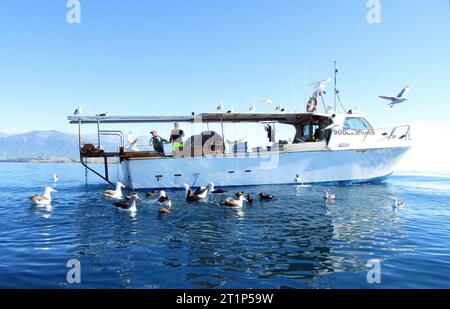 Uccelli marini come albatros e shearwaters dietro un peschereccio locale al largo della costa di Kaikoura, South Island, nuova Zelanda. Foto Stock