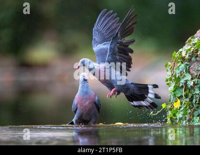 Pigeon endemico Trocaz (Columba trocaz), conosciuto anche come piccione alloro Madeira o piccione dai piedi lunghi, nella foresta di alloro di Madeira. Foto Stock