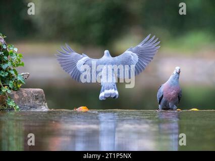 Pigeon endemico Trocaz (Columba trocaz), conosciuto anche come piccione alloro Madeira o piccione dai piedi lunghi, nella foresta di alloro di Madeira. Foto Stock