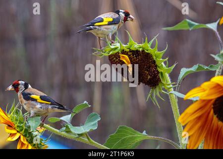 Fiocchi d'oro europei su un girasole non OGM in un giardino. Colombiers, Occitanie, Francia Foto Stock