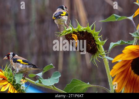 Fiocchi d'oro europei su un girasole non OGM in un giardino. Colombiers, Occitanie, Francia Foto Stock