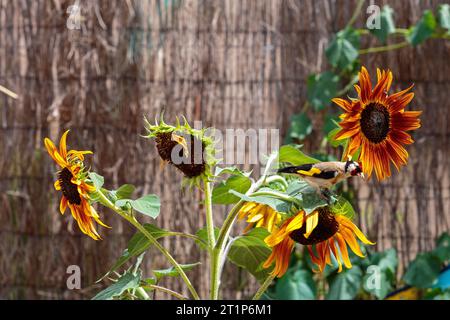 goldfinch europeo su un girasole non OGM in un giardino. Colombiers, Occitanie, Francia Foto Stock