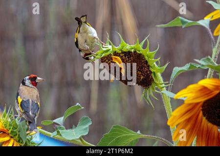 Fiocchi d'oro europei su un girasole non OGM in un giardino. Colombiers, Occitanie, Francia Foto Stock