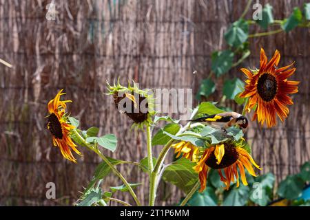 goldfinch europeo su un girasole non OGM in un giardino. Colombiers, Occitanie, Francia Foto Stock