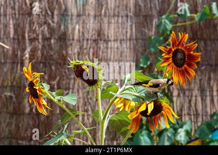 goldfinch europeo su un girasole non OGM in un giardino. Colombiers, Occitanie, Francia Foto Stock