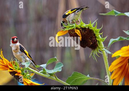 Fiocchi d'oro europei su un girasole non OGM in un giardino. Colombiers, Occitanie, Francia Foto Stock