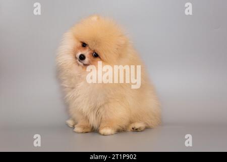 Il cucciolo della Pomerania dorata ha inclinato la testa di sorpresa, una foto su sfondo grigio. Foto Stock