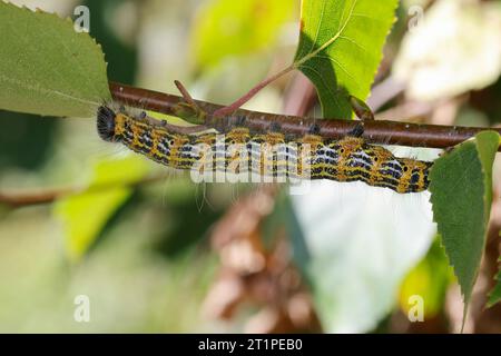 Mondvogel, Mondfleck, Raupe an Birke, Phalera bucephala, Buff-tip Moth, puntale, puntale, caterpillar, la Bucéphale, Zahnspinner, Notodontidae, ballo Foto Stock