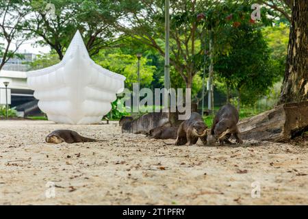 Famiglia di quattro lontre lisce rivestite riposano sulla terra in un parco di sabbia in riva al fiume nella città di Singapore Foto Stock