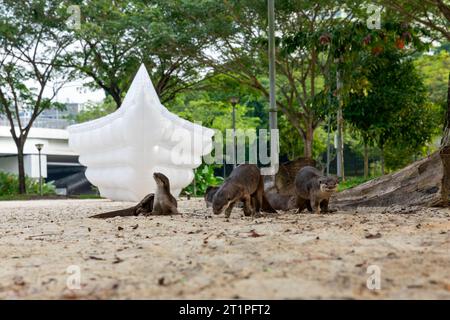 Famiglia di quattro lontre lisce rivestite riposano sulla terra in un parco di sabbia in riva al fiume nella città di Singapore Foto Stock
