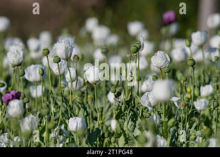 Campo di fiori di papavero bianco a Burdur. Campo di fiori bianchi. Foto Stock